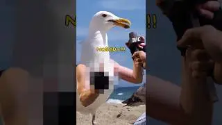 If Conor Mcgregor was a seagull...