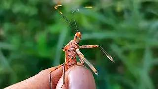 what will happen if i touch the big assassin bug