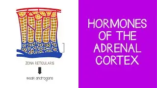 5.6 Endocrine: Hormones of the Adrenal Cortex