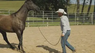 How To Be Terrible with Horses