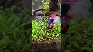 Петушок с характером👹 