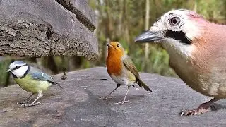 Movie For Cats - Little Birds in The Forest Garden