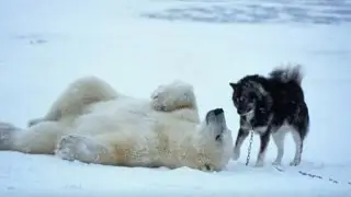 Видео подрыва Белой медведицы, взрыв пакетом подсунутым в еду