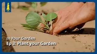 In Your Garden | Ep 3: Plant your Garden