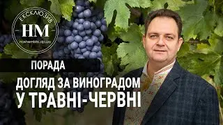 Догляд за виноградом у травні-червні