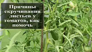 Почему у помидор скручиваются листья в теплице