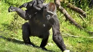 Surrogate Bonds With Baby Gorilla Rejected By Mother