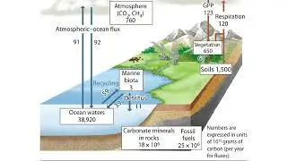 The Global Carbon Cycle Animation #climatechange