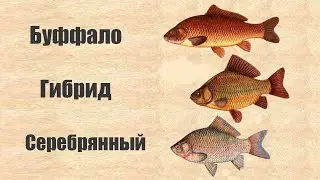 В чем основное отличие карася Серебряного от Буффало и где кого можно поймать?