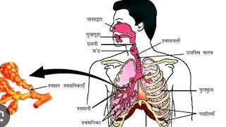 श्वसन प्रणाली trick से याद करें बिहार बॉड class 10th VVI#bihar_board_exam_science_ka_vvi_objective