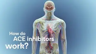 How do ACE inhibitors work?