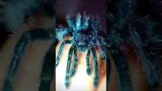 Tarantulas!