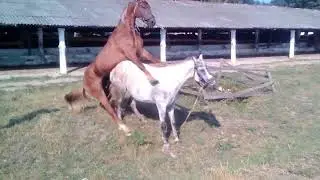 breeding horses