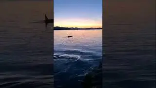 Seeing Orcas is an Unforgettable Moment