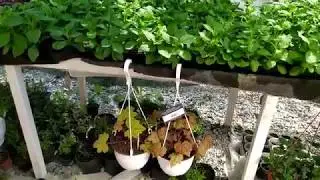 Стол для рассады,  капиллярный мат своими руками!