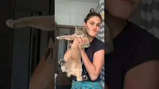 Мое утро на даче #утро #дача #животные #коты #собаки