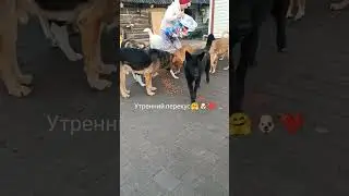 Берегите всё живое 🙏🤗🐶❤️🍀#приютшиловой #собака #добротаспасетмир