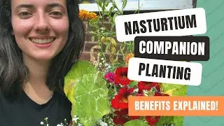 Companion Planting With Nasturtiums To Deter Garden Pests!