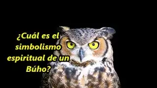 ¿Cuál es el simbolismo espiritual de un Búho? (animal Tótem)