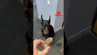 Доброе утро #собака #доберман #собаки #доберманы #топ #dobermann #животные #юмор