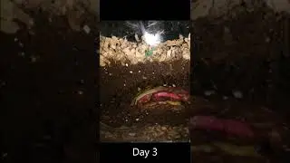 Red Wigglers Feast on Watermelon in Amazing Time-Lapse! 