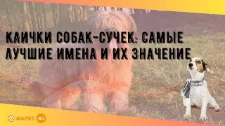 Клички собак-сучек: самые лучшие имена и их значение