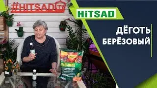 СПАСЕНИЕ ОТ ВРЕДИТЕЛЕЙ САДА ✔️ Берёзовый Дёготь ✔️ Советы от Хитсад ТВ