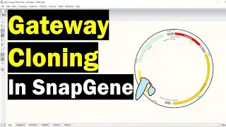 Simulating Gateway Cloning In SnapGene