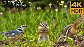 Eat on the Feeder at Dusk with Chipmunk, Squirrels, Birds Video for Cats to Watch 😹 8 Hours 4K HDR