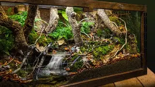 Realistic Indoor Meandering Creek Forest Biome Vivarium