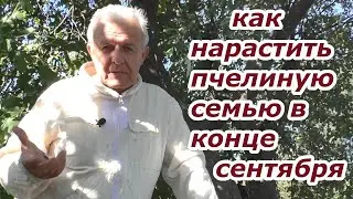 В ГНЕЗДЕ МАЛО ПЧЕЛЫ. Что делать? ПОДКОРМКА В КОНЦЕ СЕНТЯБРЯ. #пчелыначинающим