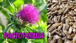 РАСТОРОПША - самое лучшее средство ДЛЯ ПЕЧЕНИ