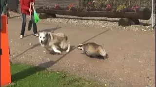 Dog attacks a badger and regrets straight after!!!