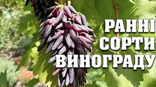 Огляд сортів винограду які дозріли станом на 15.08.2024. Екскурсія зі зручними тайм-кодами