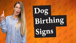 How can you tell when your dog is ready to give birth?