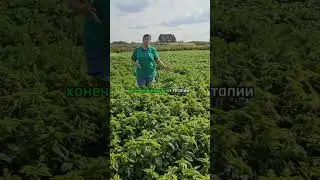 Выращивание базилика. Базилик для соуса ПЕСТО.