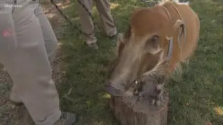 Meet Iggy, the 6-year-old red river hog