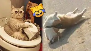 The FUNNIEST Pets and Animals Videos Ever! №14 🤣 | Incredibly Fun | JoysPets