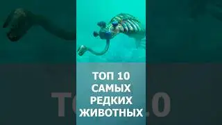 ТОП 10 самых редких животных в мире - Комарик 