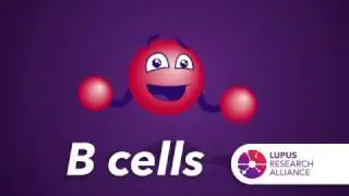 What are B Cells?