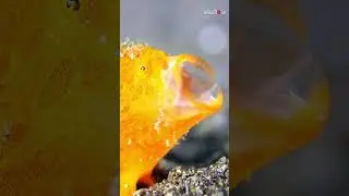 Unbelievably strange-looking Painted Frogfish yawns