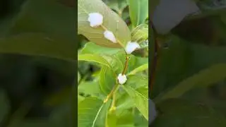 Looks Like Spit! #shorts #garden #spittlebug #insects