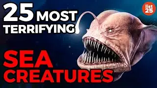 25 Most TERRIFYING Sea Creatures