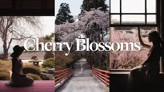 The Secret To Elevating My Cherry Blossom Shots — Kyoto Photography Vlog