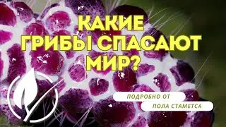 Псилоцибиновые грибы спасут мир