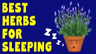 The BEST HERBS for SLEEPING - Herbs for insomnia / herbal sleep remedies