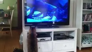 My Cat, Mufasa, Watching The Lion King!
