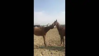 Horse Riding School Islamabad