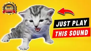 Cat sounds to attract cats - Cat meowing to attract cats - Kitten sound effect