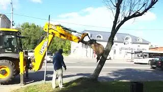 Высаживают молодые липы